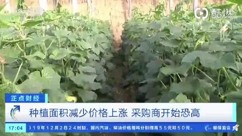 聊城黃瓜最新行情，一根黃瓜如何助力自信與成就之路