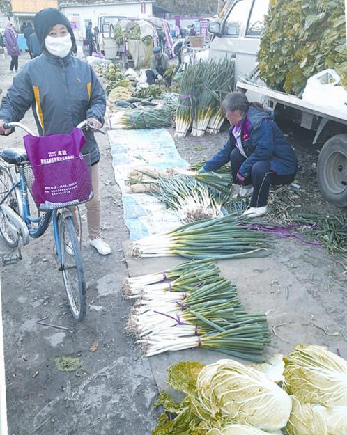 安丘白菜最新價格與溫情故事揭秘