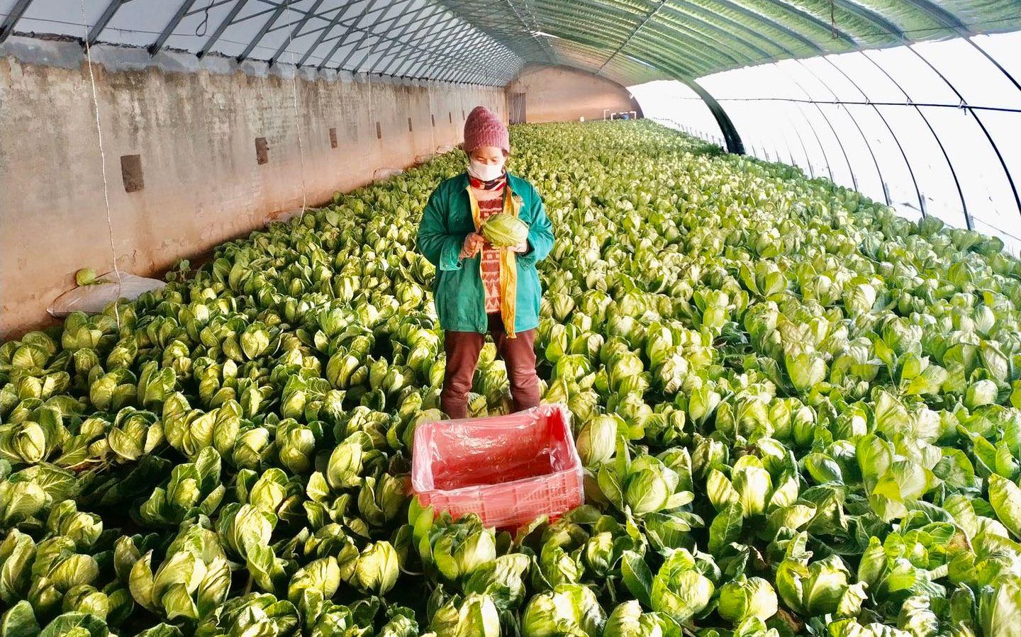 最新特菜品種，家的溫馨故事探索與發(fā)現(xiàn)