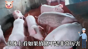 最新閹豬技巧步驟指南，專業(yè)方法與實(shí)用操作指南