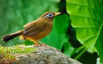 鎮(zhèn)雄房屋最新出售信息，家園變遷與自我成長的自信成就