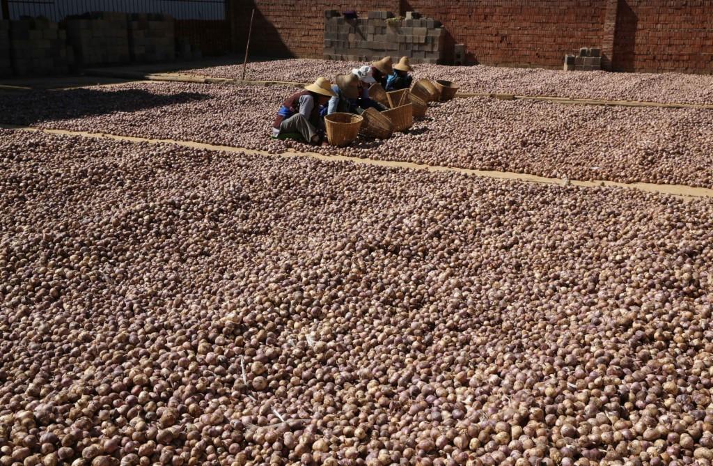 云南大理大蒜最新價格指南