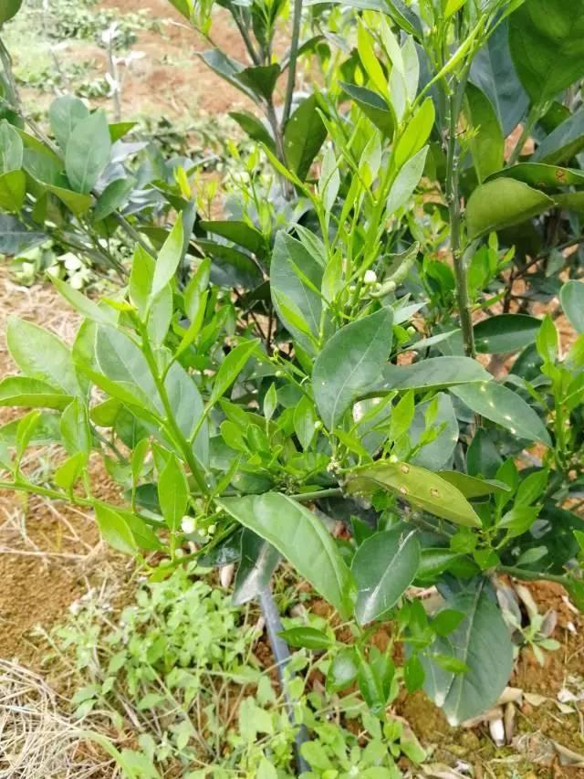 柑橘最新保果技術(shù)，開啟探索之旅，勵(lì)志無限可能