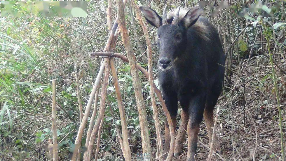 四不像正版資料2024,全面性解釋說(shuō)明_SSB85.792并發(fā)版