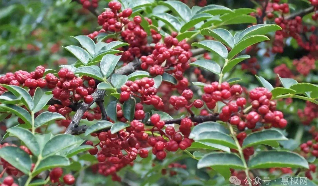 花椒價格最新行情2024，科技引領(lǐng)，椒香走向未來