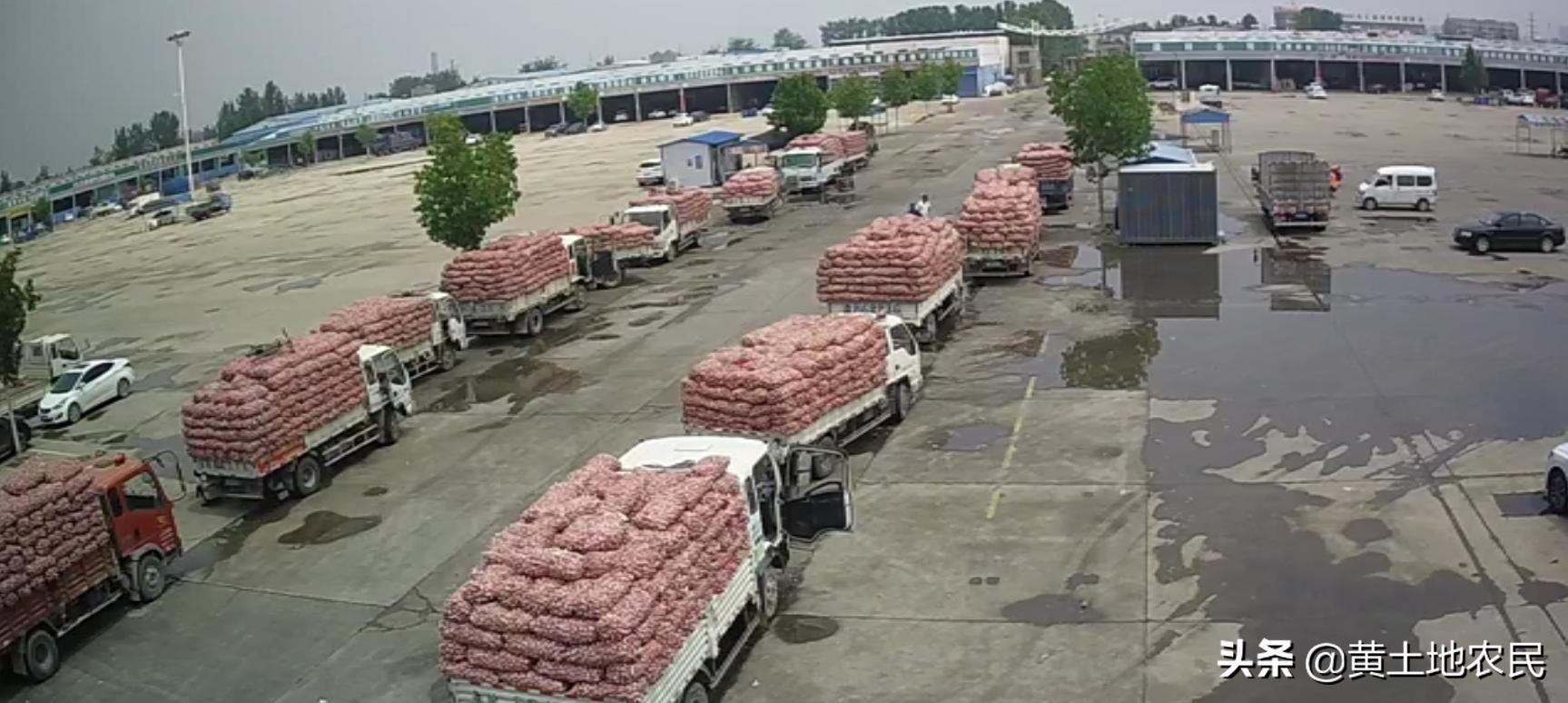 國際大蒜價格實時更新，最新行情概覽