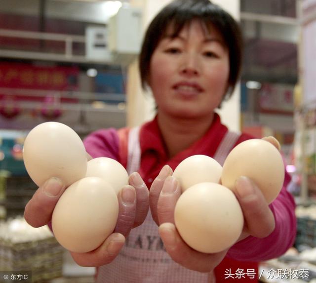 周口雞蛋今日最新價(jià)格，勵(lì)志故事背后的雞蛋價(jià)值探索