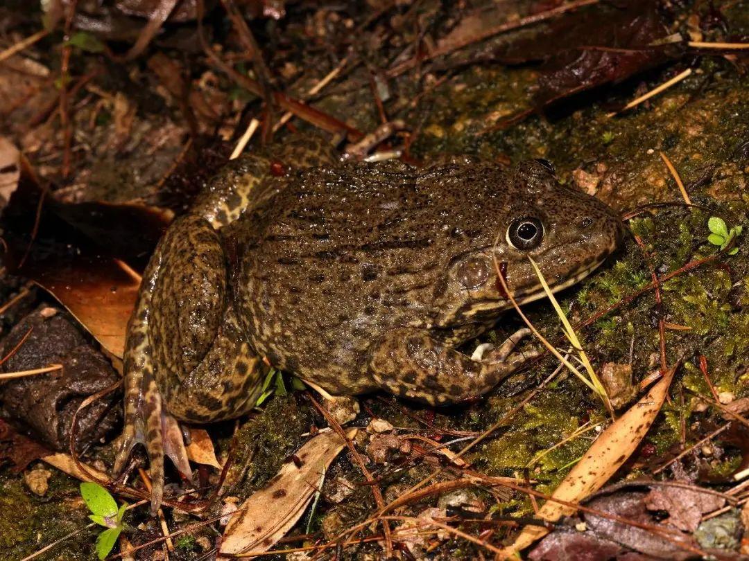 兩棲蛙蛙下載最新版，溫馨的蛙蛙奇遇之旅
