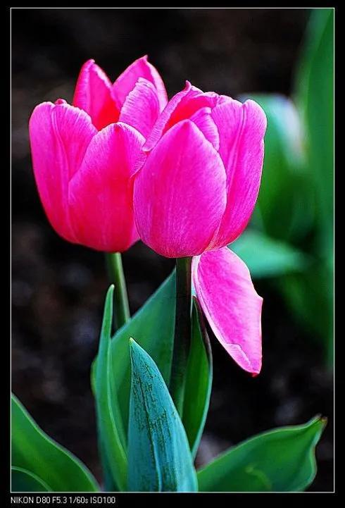 最新郁金香，小巷深處的芬芳馥郁之美