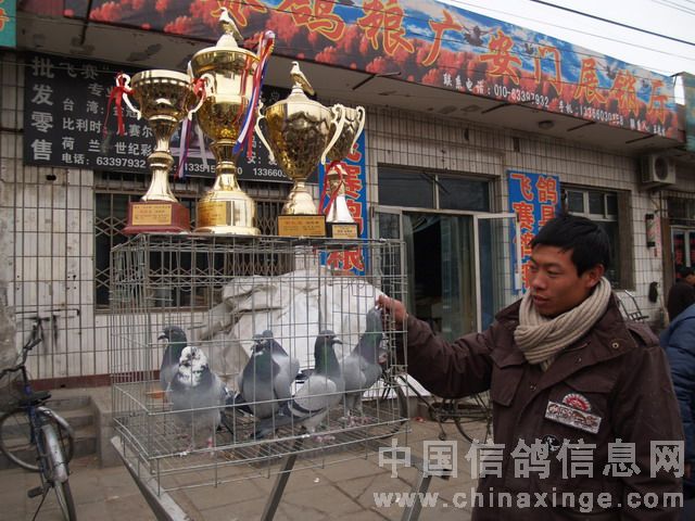 北京鴿市繁榮景象與發(fā)展趨勢(shì)揭秘，最新動(dòng)態(tài)與未來展望