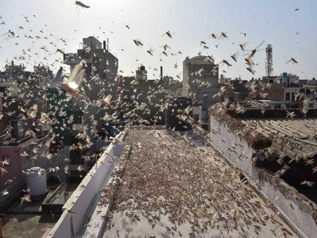 蝗蟲最新動(dòng)態(tài)，蟲群變化學(xué)習(xí)之旅，自信與成就感的伴隨成長