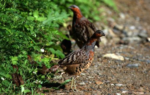 最新竹雞套，傳統(tǒng)與創(chuàng)新的完美融合