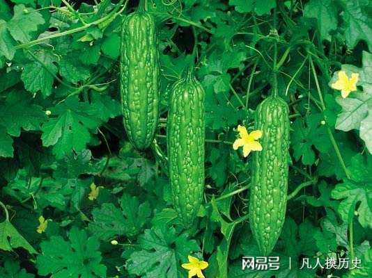 苦瓜最新網站，探索自然美景，尋找內心寧靜的輕松之旅