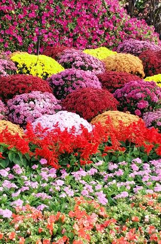 最新鮮花美景之旅，尋找內(nèi)心平靜的旅程