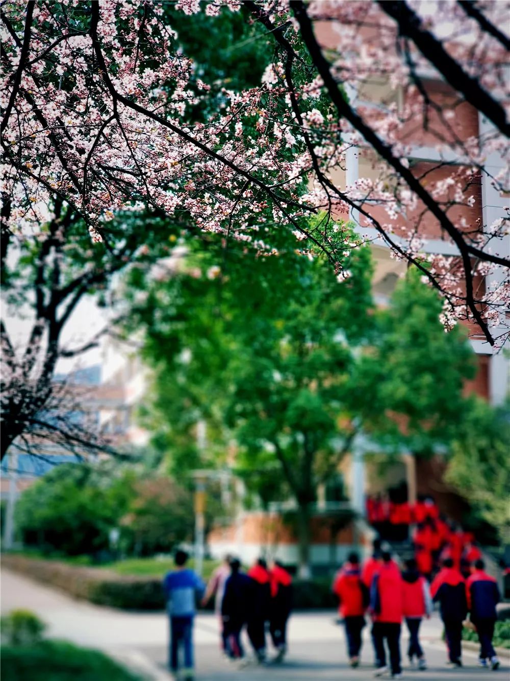 校園風(fēng)采新照，展現(xiàn)青春風(fēng)采的照片集錦