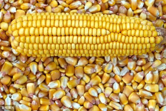 秋日玉米情緣，溫情故事與行情回顧