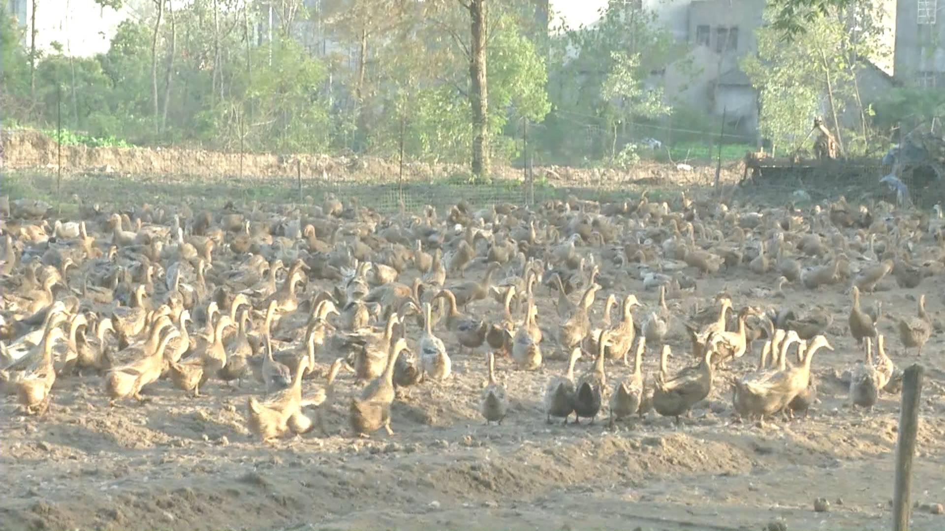 鴨蛋行情網(wǎng)，科技引領(lǐng)鴨蛋市場(chǎng)新時(shí)代