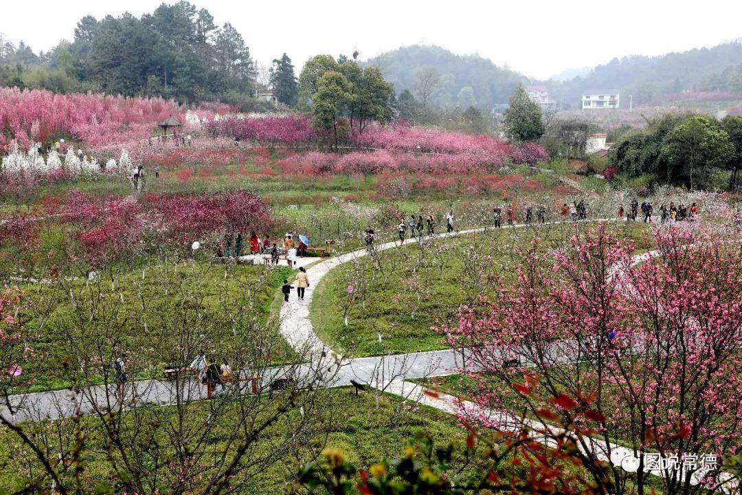 常德最新疫情動(dòng)態(tài)步驟指南，初學(xué)者與進(jìn)階用戶必讀