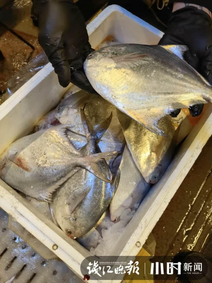 帶魚行情，一場海鮮盛宴的溫馨之旅