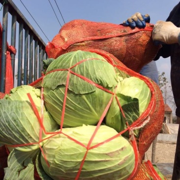 湖北包菜價(jià)格動(dòng)態(tài),湖北包菜價(jià)格動(dòng)態(tài)，一場尋找內(nèi)心平靜的綠色之旅
