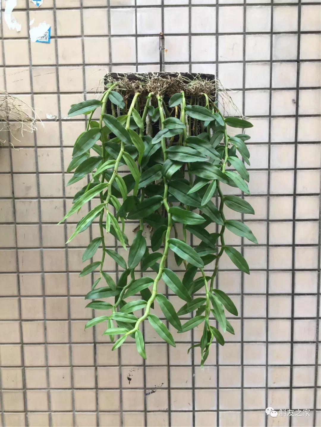 三寧復合肥最新報價及推薦，優(yōu)質肥料選擇指南