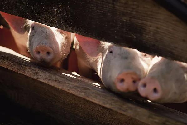 全國(guó)生豬市場(chǎng)價(jià)格動(dòng)態(tài)，變化中的機(jī)遇與挑戰(zhàn)的旅程