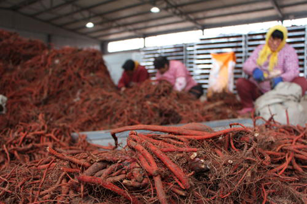 科技賦能下的丹參行情，生活因丹參而多彩