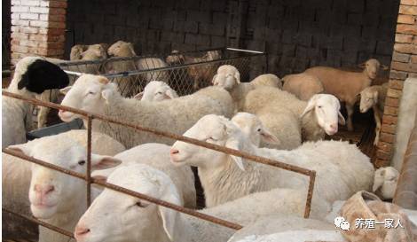 內(nèi)蒙古活羊價格指南，如何了解與評估羊只價值