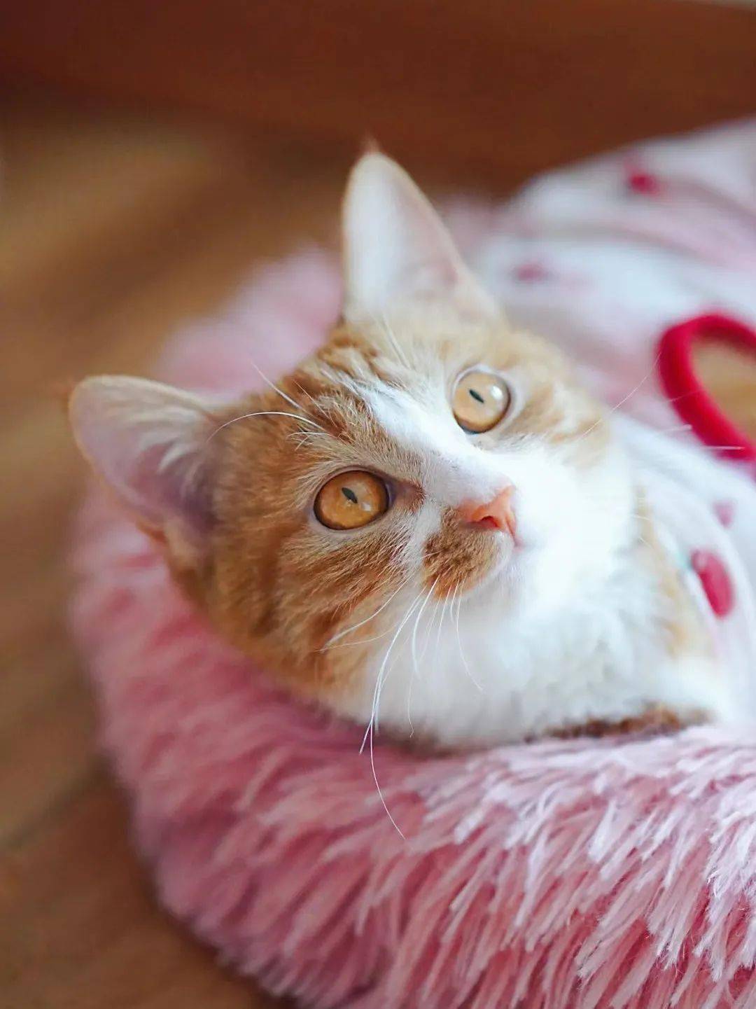 貓咪資訊速遞，探索貓咪的自信成長與優(yōu)雅步伐