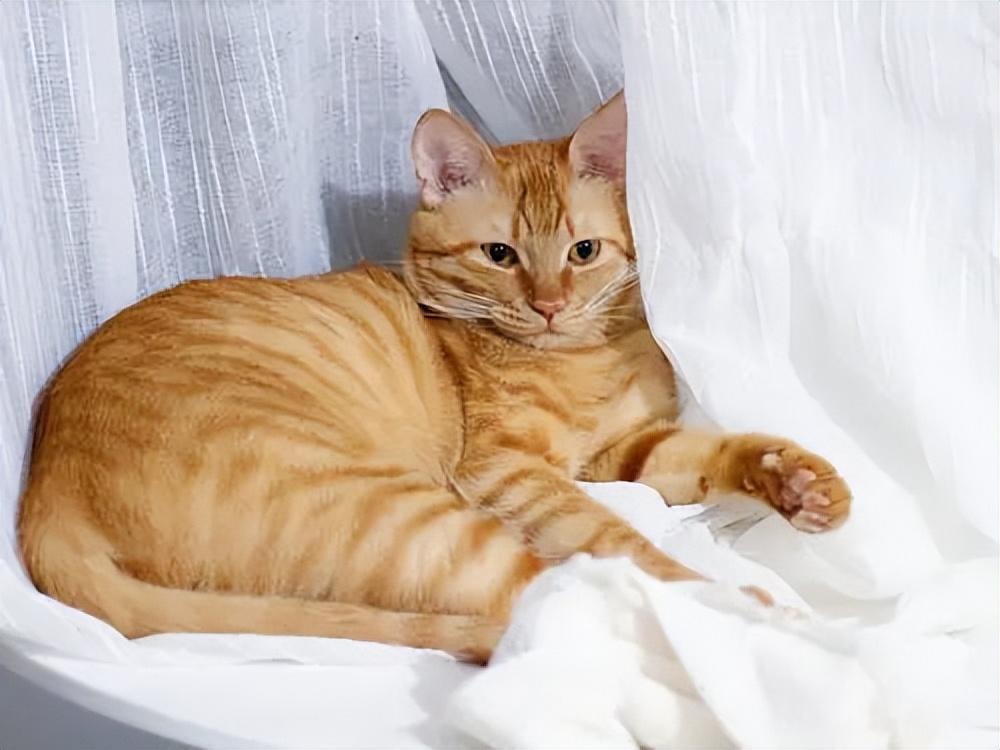 貓品種與價(jià)格，一場(chǎng)自然美景的探尋之旅