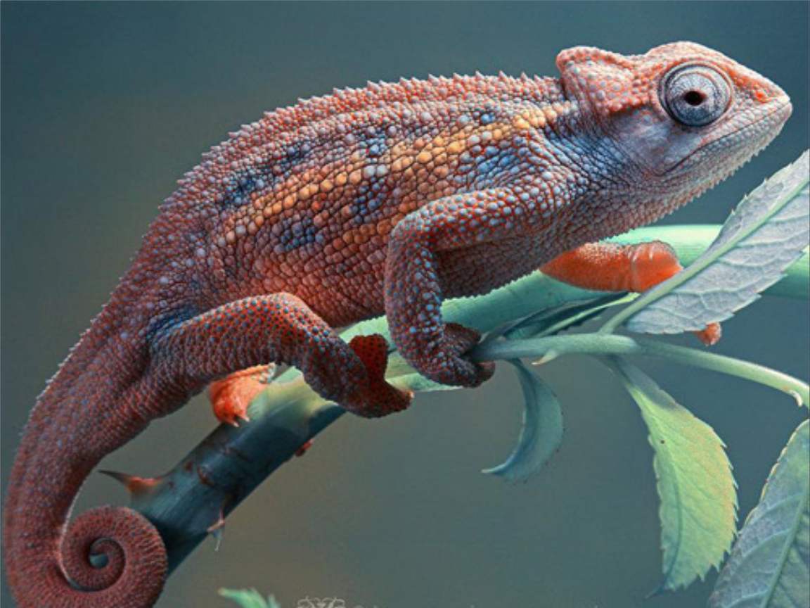 全新版變色龍，小巷中的神秘瑰寶