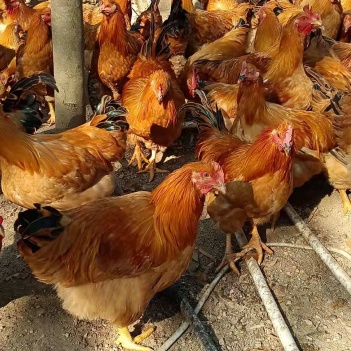 閹雞最新行情，巷弄深處的風(fēng)味秘境探索