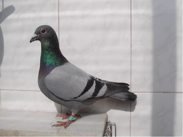 賽鴿定向新進(jìn)展揭秘，小巷中的神秘寶藏探索