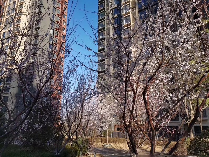 燕郊房?jī)r(jià)動(dòng)態(tài)更新，科技引領(lǐng)房產(chǎn)新紀(jì)元，最新資訊速遞