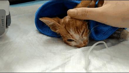 貓球比賽，激發(fā)潛力的勵志之旅