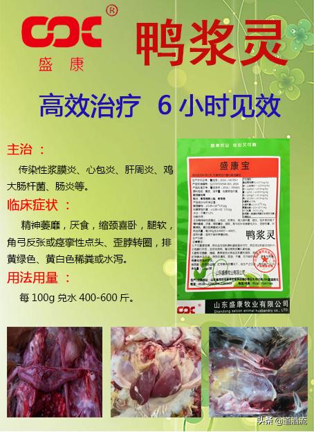 現(xiàn)在鴨苗行情詳解，選購(gòu)、養(yǎng)殖與盈利的全方位指南