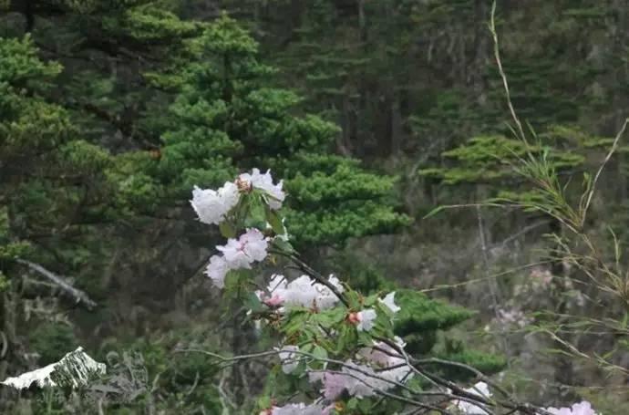 雨崩最新美景圖，探索與欣賞的詳細(xì)步驟指南，美不勝收！