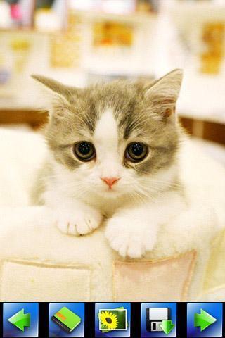 探索特色小店，最新貓咪應(yīng)用下載，小巷隱藏寶藏的奇妙之旅