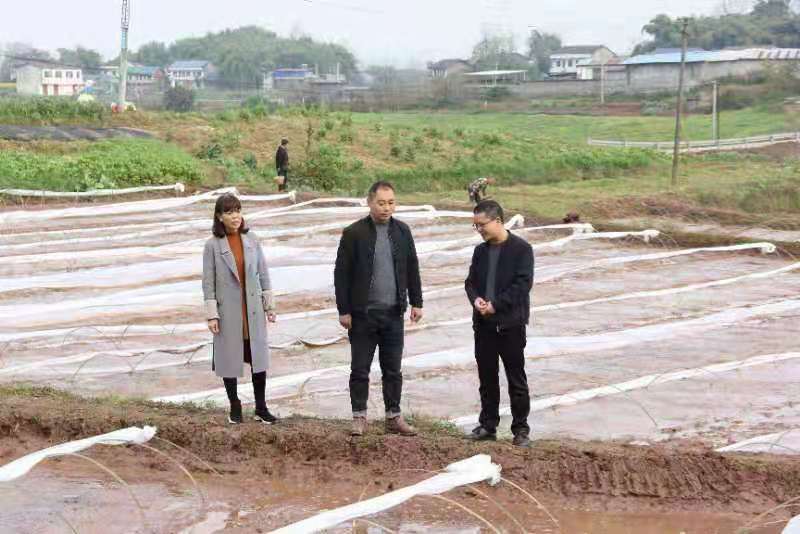 合川土場(chǎng)最新動(dòng)態(tài)更新，今日最新資訊速遞