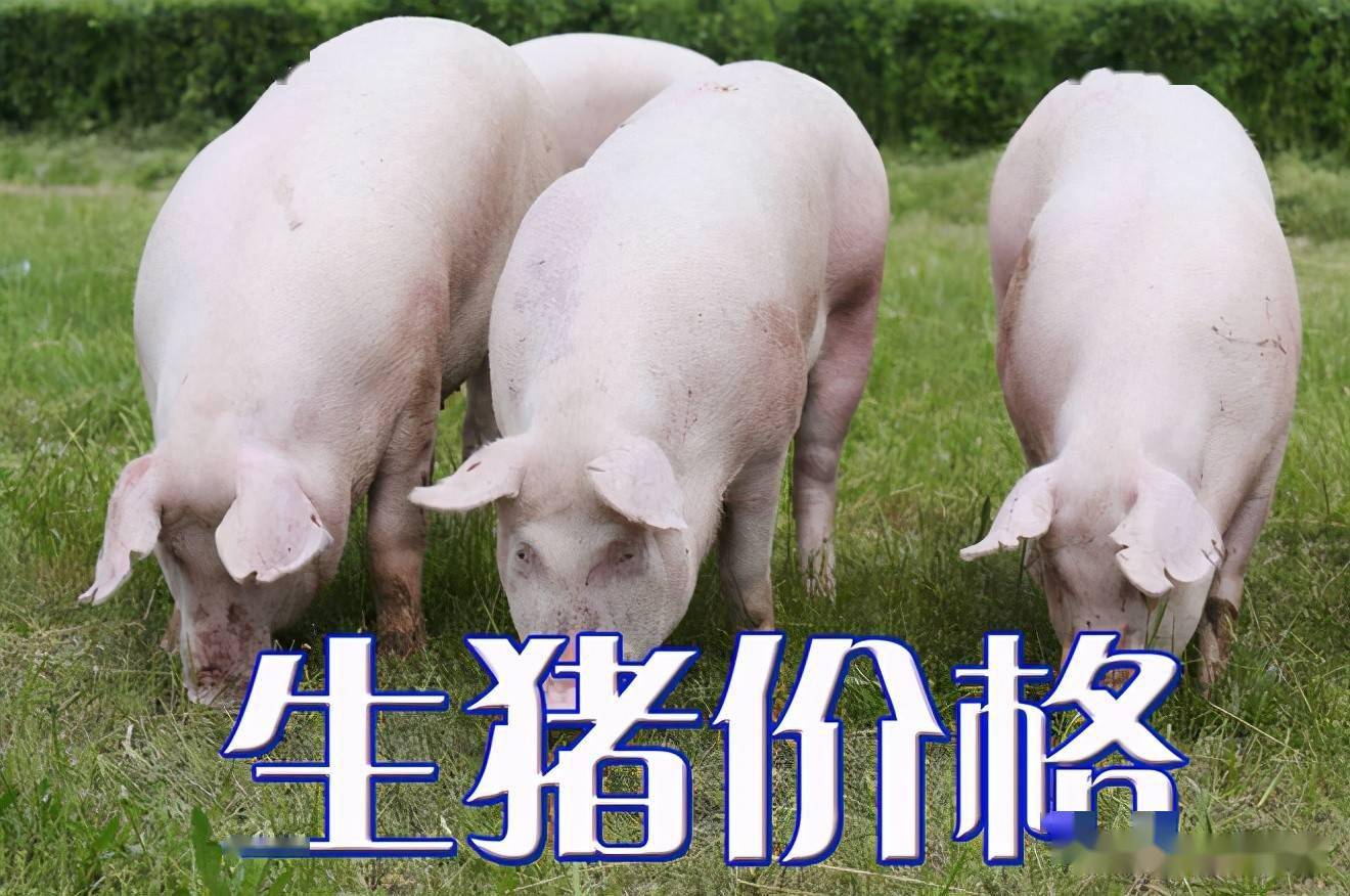 濰坊今日生豬價格探索，一場綠色之旅尋找內(nèi)心平靜