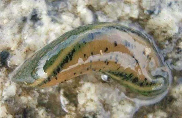 石斑魚孵化技術革新詳解，從入門到精通的孵化指南