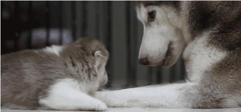 電視劇母子連心，心靈與自然的溫暖之旅