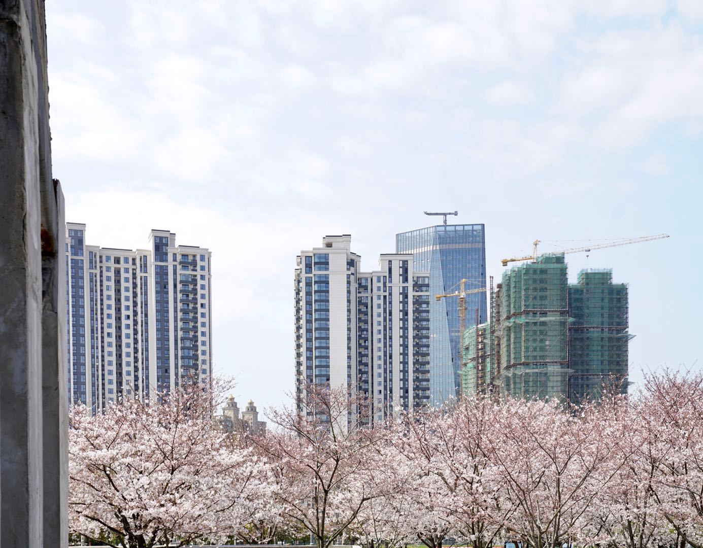 櫻花園置換最新進展揭秘，科技重塑生活，煥發(fā)新生希望