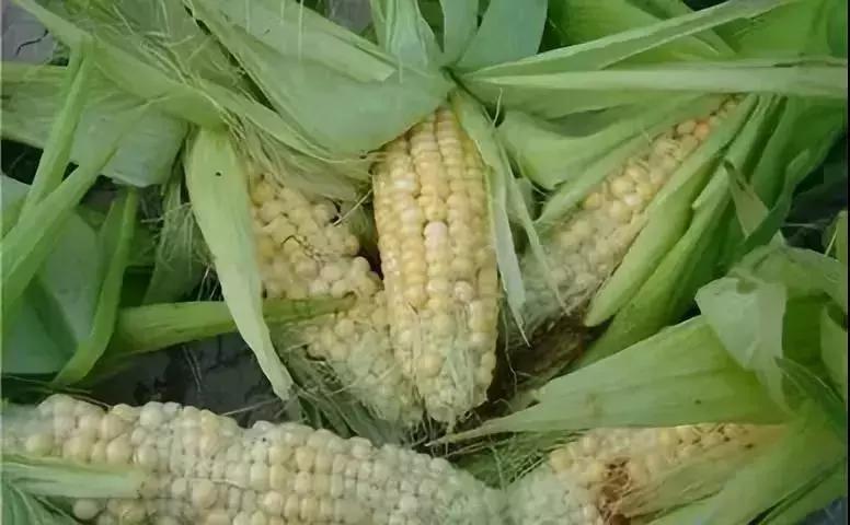 邢臺玉米最新價格與溫情故事