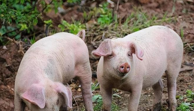 時代背景下的市場洞察，母豬價格最新行情分析