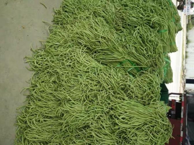 合浦豆角最新價(jià)格指南，獲取與比較豆角價(jià)格的方法及最新價(jià)格更新通知