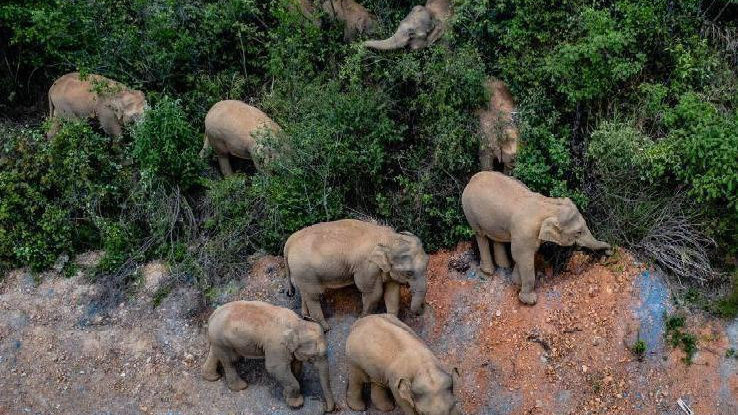 象群最新現(xiàn)身地，力量與自信之歌的演繹