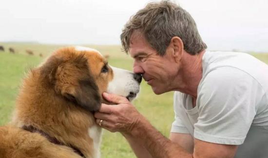 最新關于狗的電影，深度探討與觀點闡述