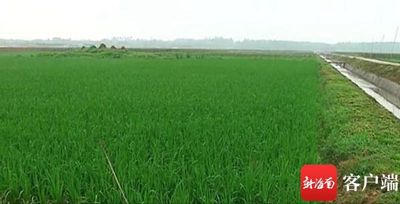 澄邁最新動態(tài)，自然美景探索之旅，尋覓內心平和與寧靜的旅程