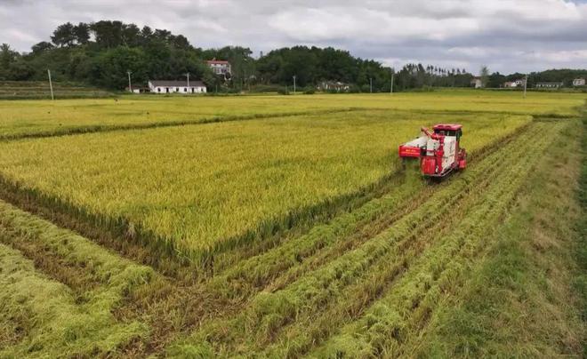 最新直播稻技術(shù)揭秘，小巷深處的稻田直播秘境探索